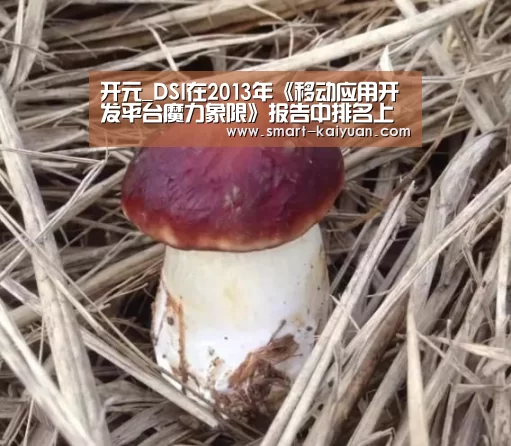 开元_DSI在2013年《移动应用开发平台魔力象限》报告中排名上升(图1) 开云体育APP